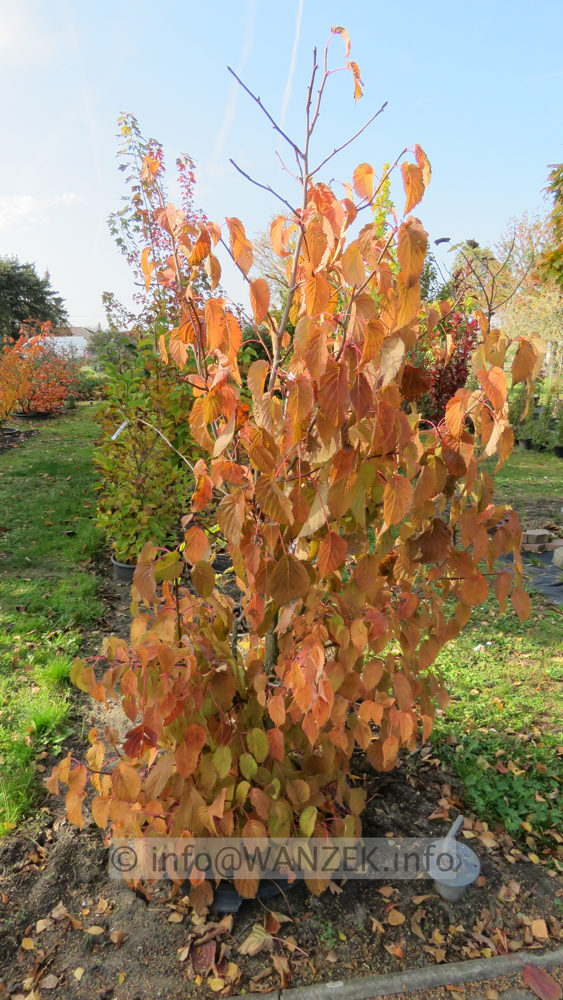 Davidia involucrata - Herbst02.JPG